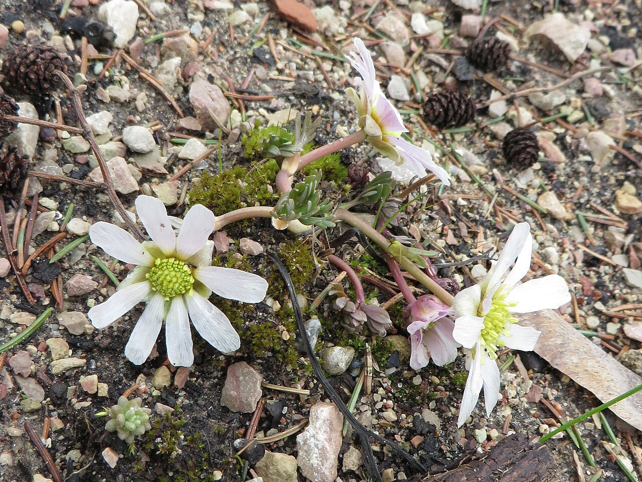 Callianthemum anemonoides: Callianthemum anemonoides . The Botanical Garden of the University of Latvia