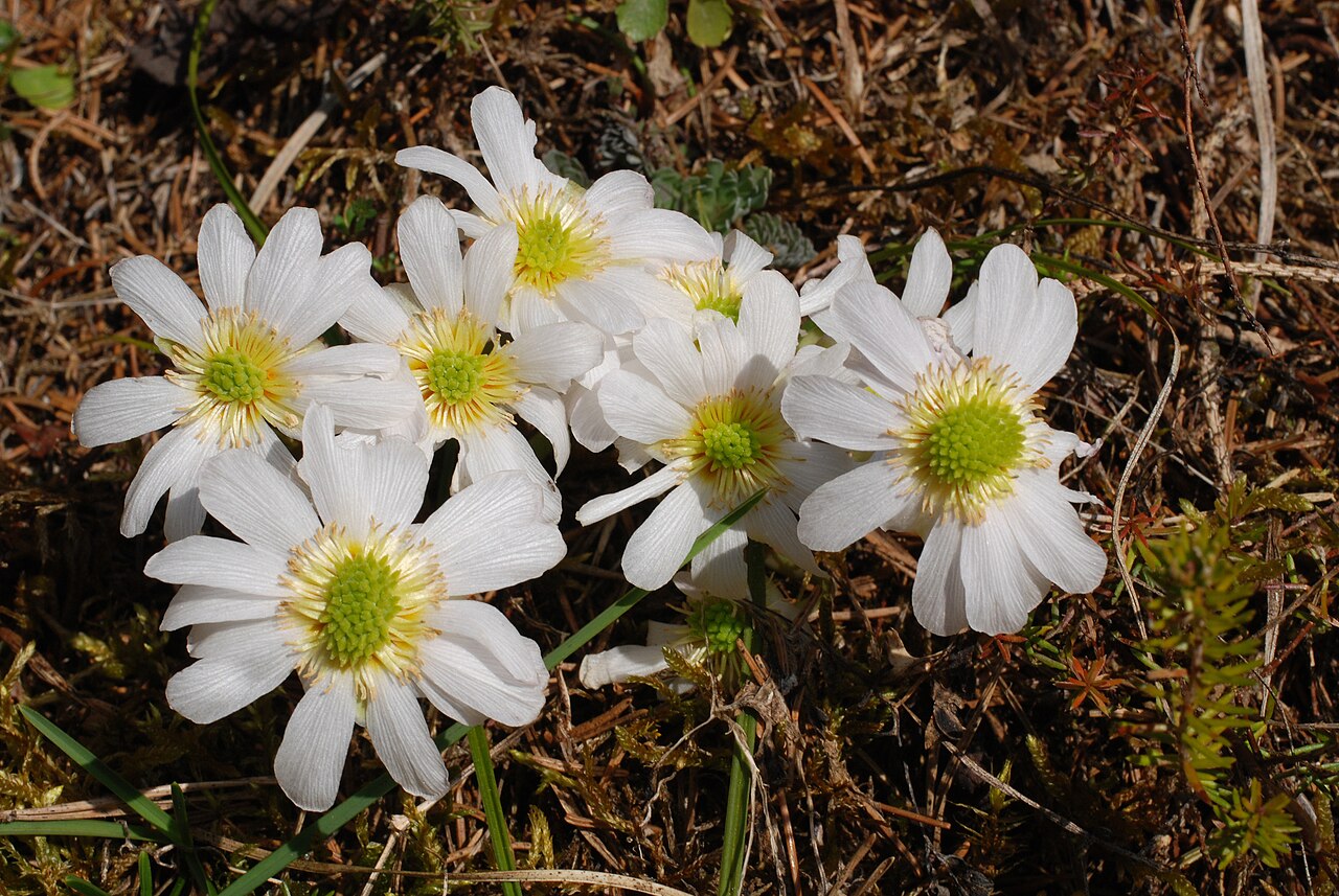 Callianthemum anemonoides: Hinterstoder , Kirchdorf District, Upper Austria, Austria. Callianthemum anemonoides.