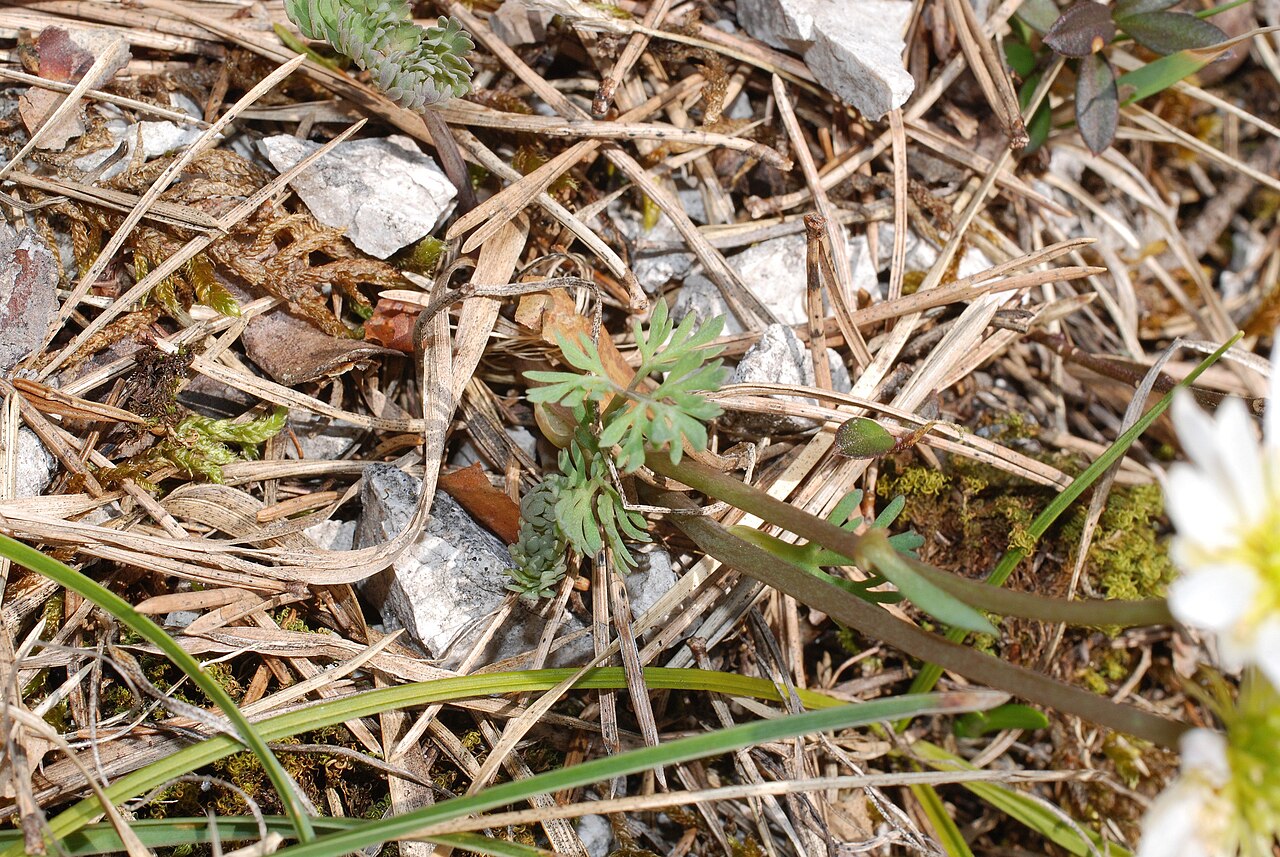Callianthemum anemonoides: Foliage of Callianthemum_anemonoides , Hinterstoder / Polsterlucke, Upper Austria, Austria