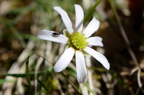 Callianthemum anemonoides (Callianthemum anemonoides)