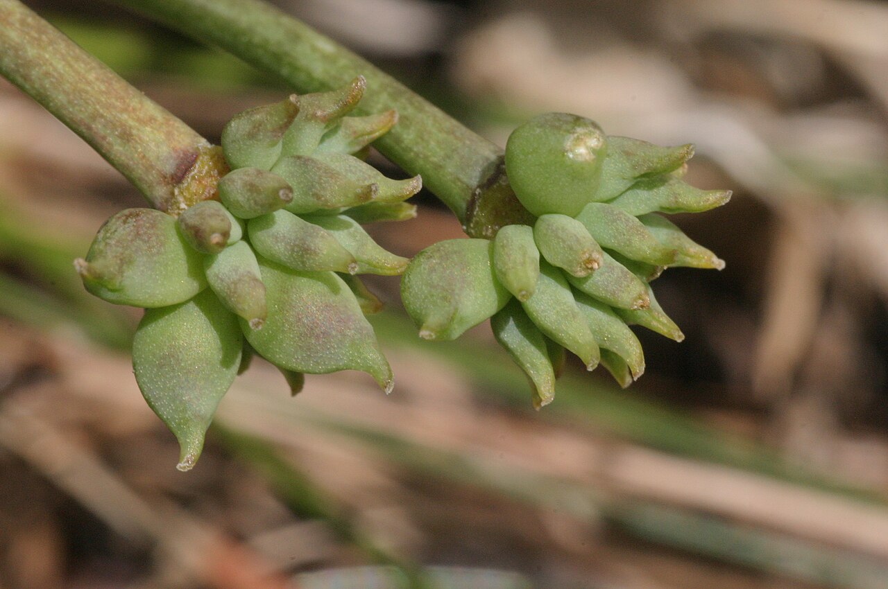 Callianthemum anemonoides: Callianthemum anemonoides