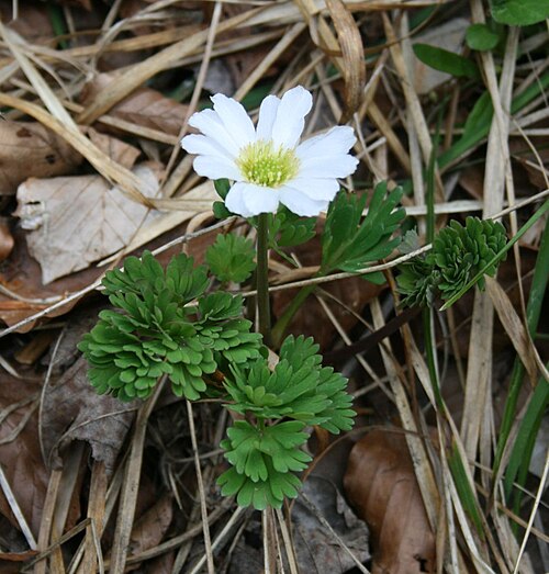 Callianthemum anemonoides: Windröschen-Schmuckblümchen ( Callianthemum anemonoides ), Hahnenfußgewächse (Ranunculaceae) - Österreich/Austria/Autriche: Steiermark, Ennstaler Alpen, Spitzen