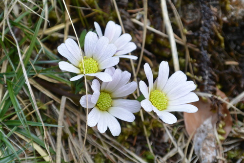 Callianthemum anemonoides (Callianthemum anemonoides)