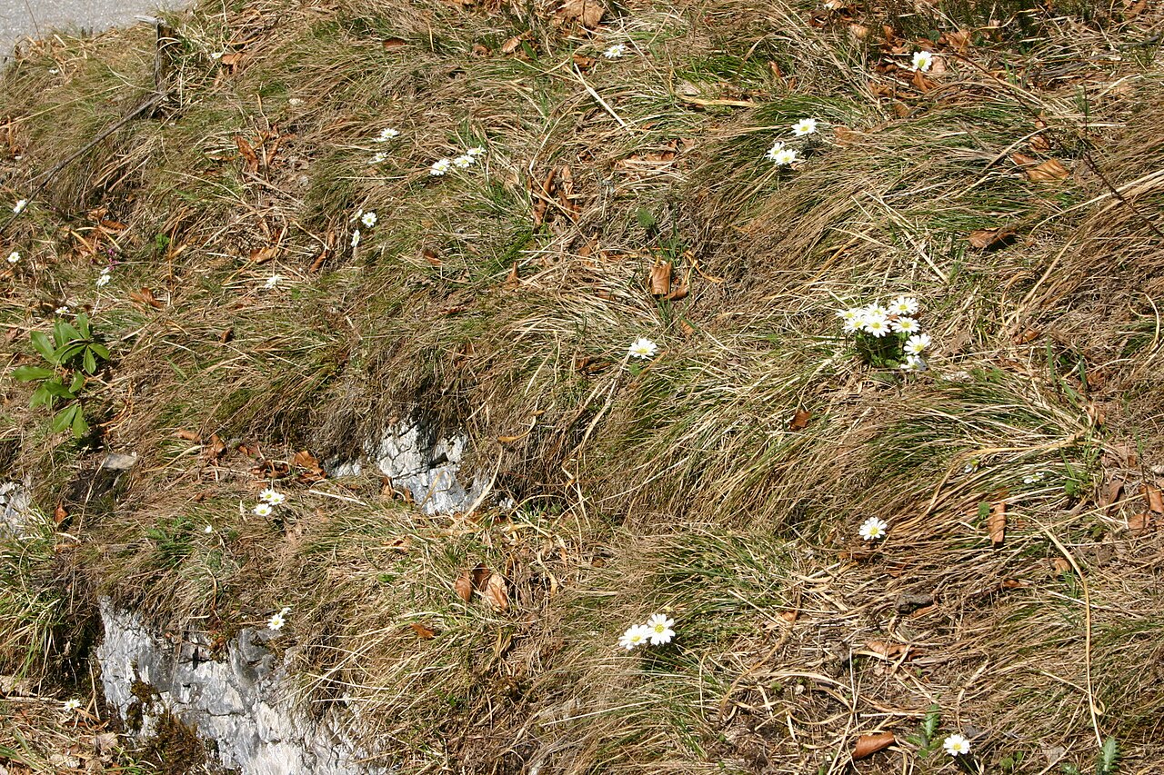 Callianthemum anemonoides: Callianthemum anemonoides
