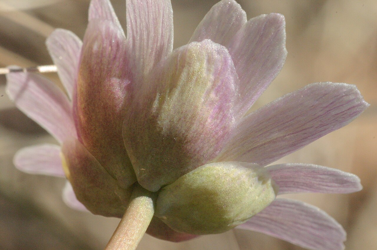 Callianthemum anemonoides: Callianthemum anemonoides