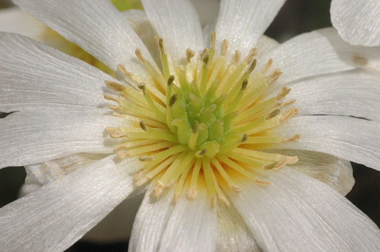 Callianthemum anemonoides: Callianthemum anemonoides