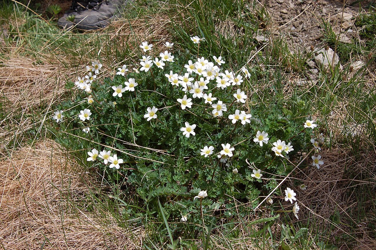 Callianthemum coriandrifolium: Korianderblättrige Schmuckblume (Callianthemum coriandrifolium) in der Réserve Naturelle de la Grande Sassière