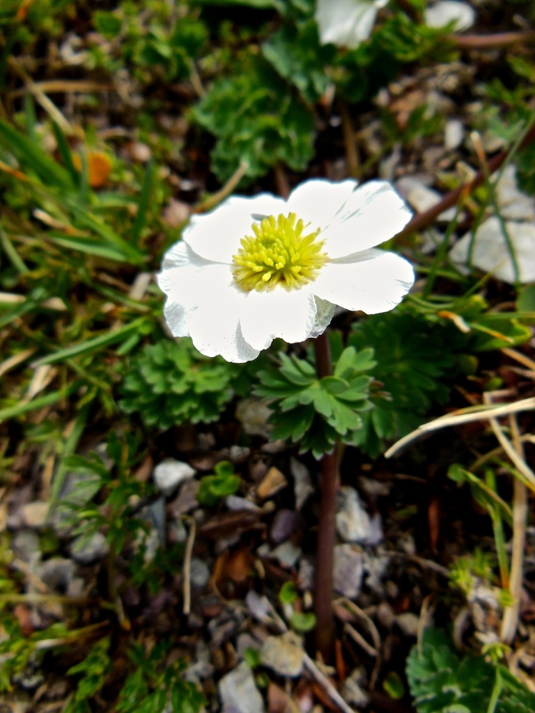Callianthemum coriandrifolium (Callianthemum coriandrifolium)