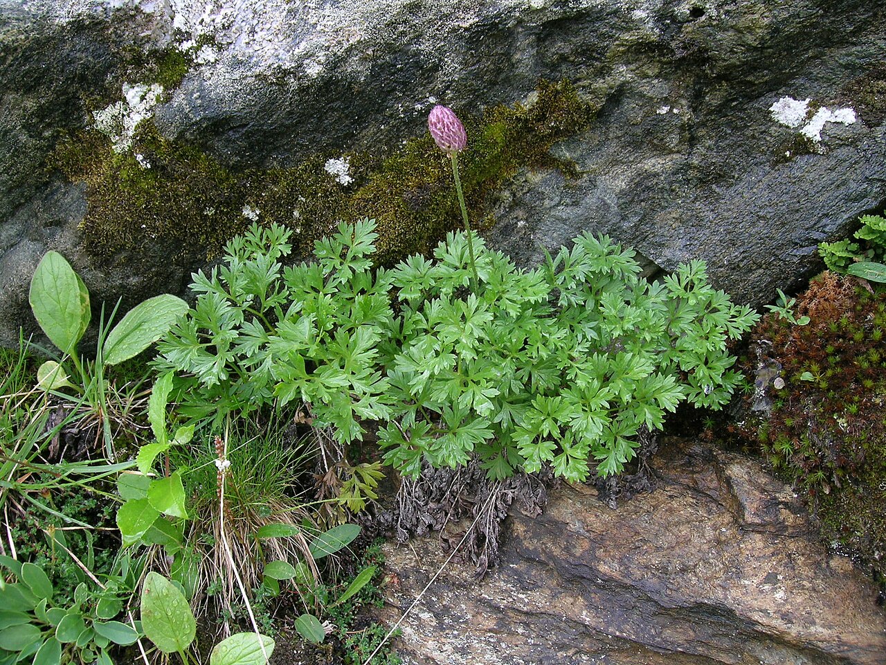 Callianthemum coriandrifolium: Callianthemum coriandrifolium Zermatt, Riffelberg (Kanton Wallis, Switzerland), 2450 m Author: Roland Teuscher – own photograph Date: 3.08.06
