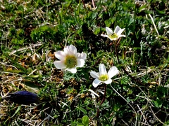 Callianthemum coriandrifolium (Callianthemum coriandrifolium)