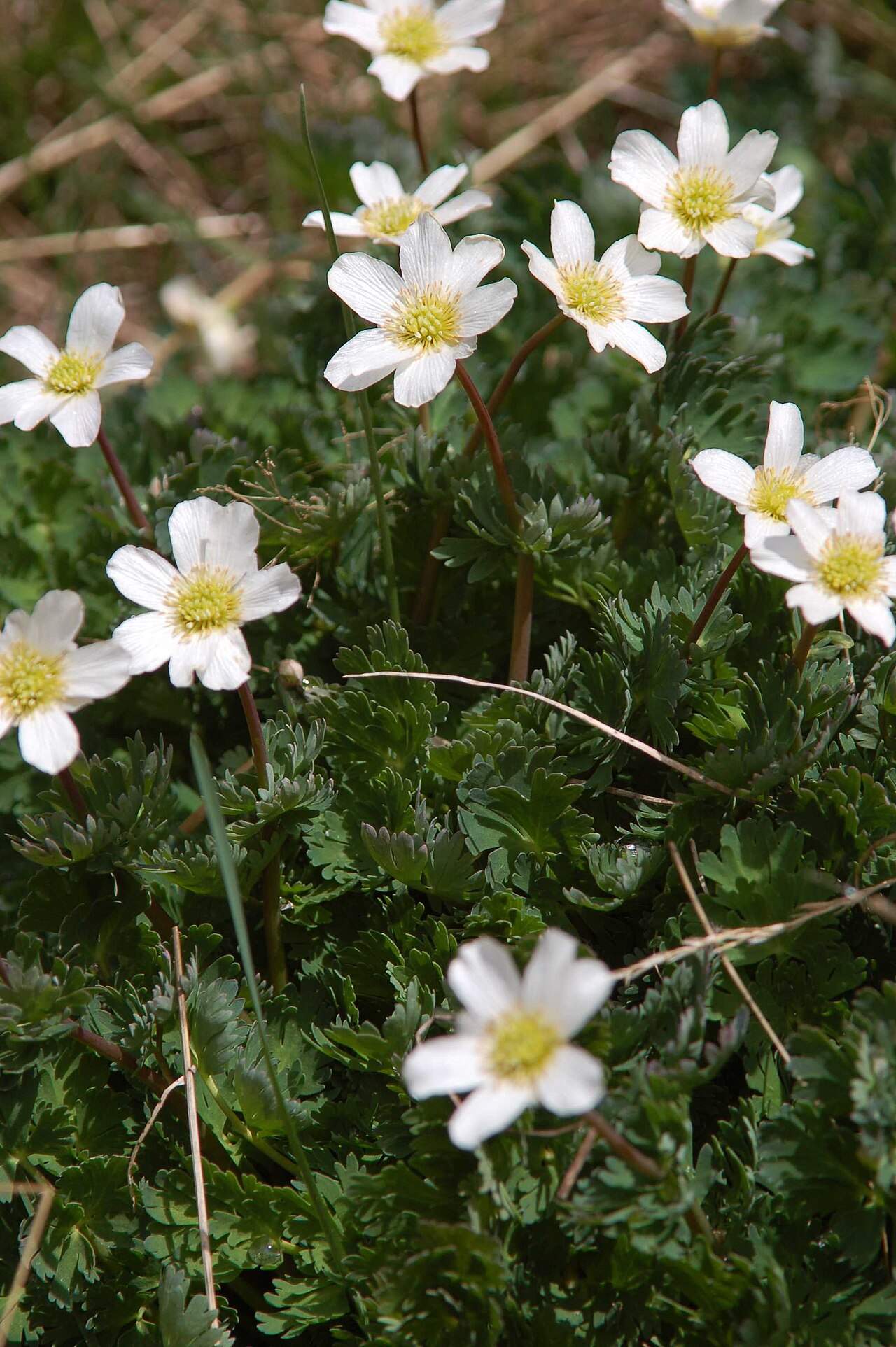 Callianthemum coriandrifolium: Korianderblättrige Schmuckblume (Callianthemum coriandrifolium) in der Réserve Naturelle de la Grande Sassière
