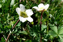 Callianthemum coriandrifolium (Callianthemum coriandrifolium)