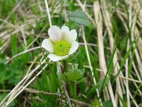 Callianthemum coriandrifolium (Callianthemum coriandrifolium)