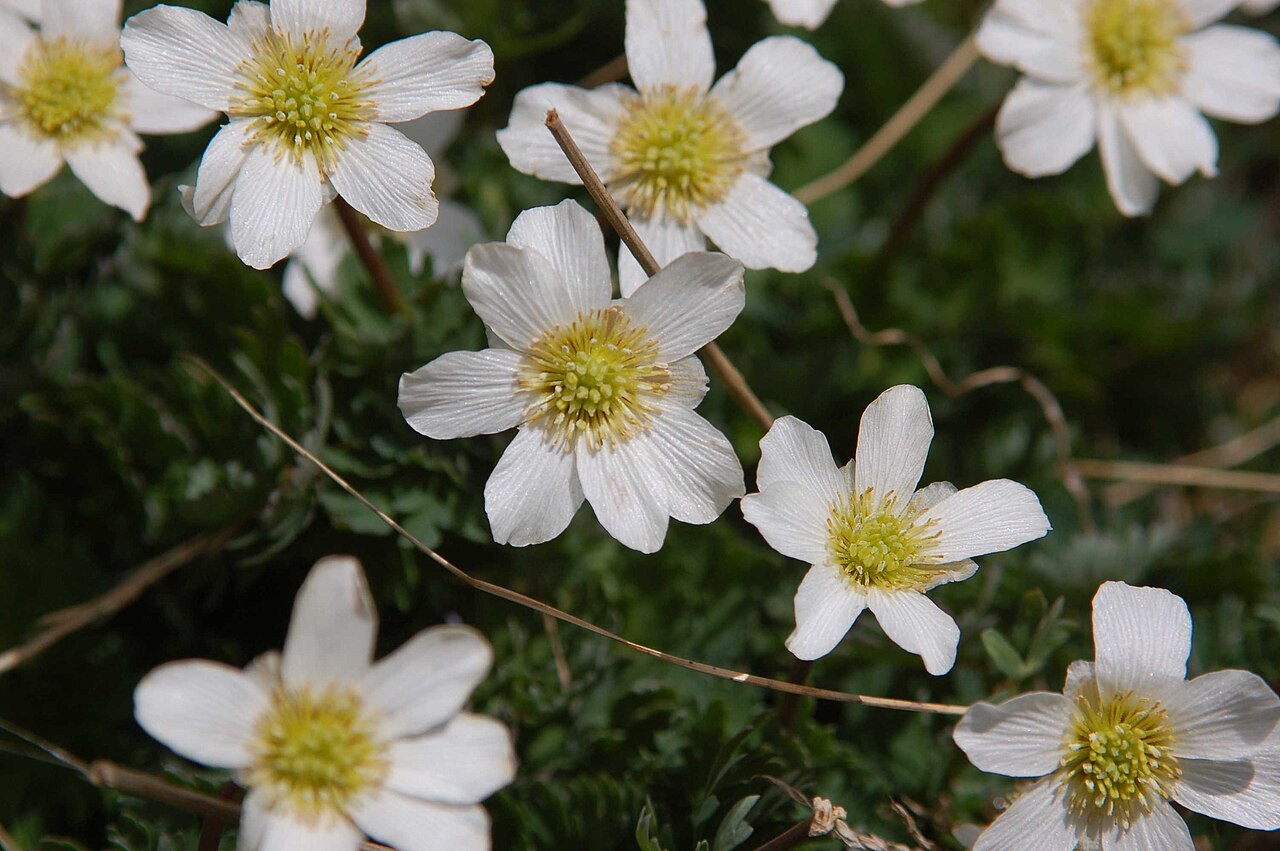Callianthemum coriandrifolium: Blüten von Korianderblättrige Schmuckblume