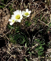 Callianthemum coriandrifolium (Callianthemum coriandrifolium)