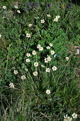 Callianthemum coriandrifolium (Callianthemum coriandrifolium)