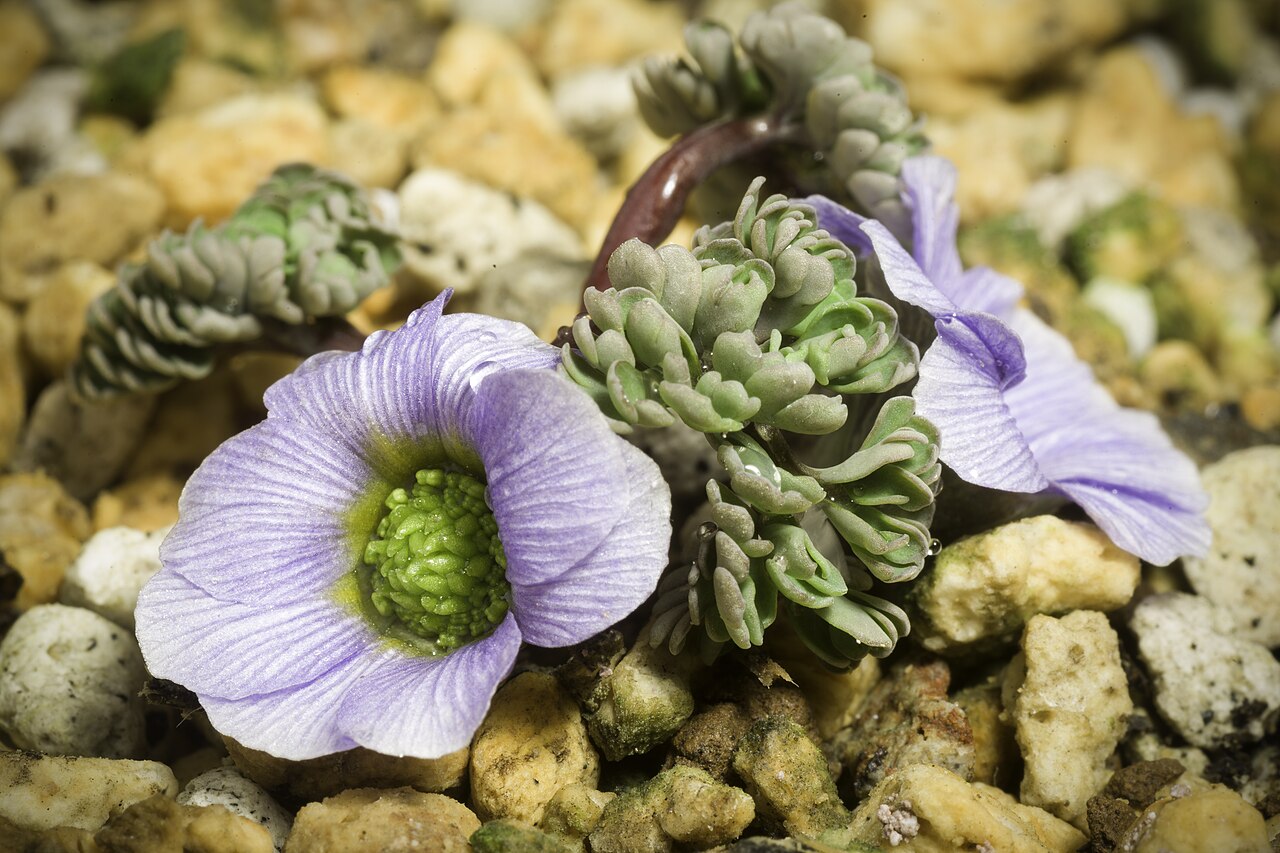 Callianthemum farreri: Plant derived from highland in western China Family Ranunculaceae Genus Callianthemum Distribution China (S. Gansu, NW. Sichuan). Synonym Callianthemum cuneilob