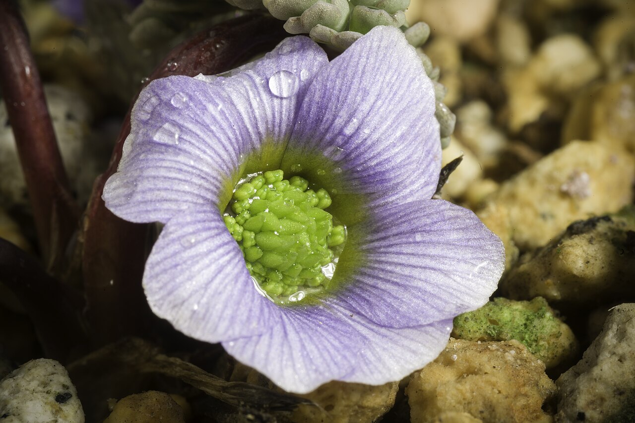 Callianthemum farreri: Plant derived from highland in western China Family Ranunculaceae Genus Callianthemum Distribution China (S. Gansu, NW. Sichuan). Synonym Callianthemum cuneilob