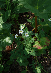 Callianthemum isopyroides (Callianthemum isopyroides)