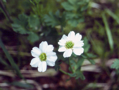 Callianthemum isopyroides (Callianthemum isopyroides)