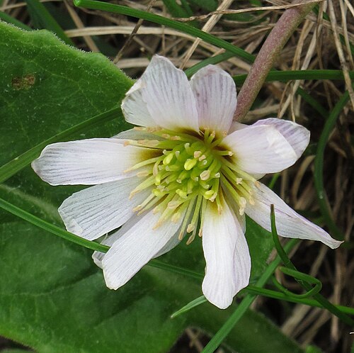 Callianthemum kernerianum: Calianthemum kernerianum , Monte Baldo, Italy