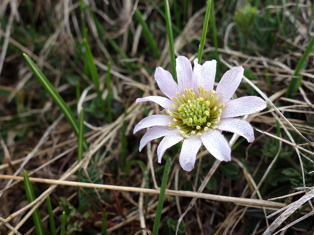 Callianthemum kernerianum: Ranuncolo di specie esclusiva del Monte Baldo