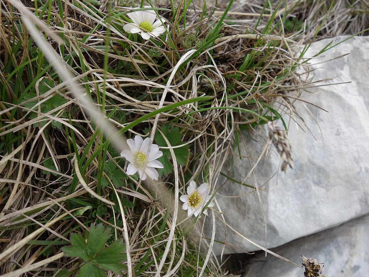 Callianthemum kernerianum: Ranuncolo di specie esclusiva del Monte Baldo