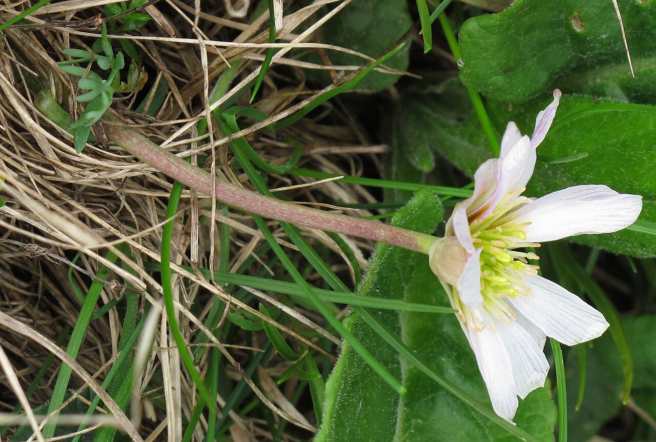 Callianthemum kernerianum: Calianthemum kernerianum , Monte Baldo, Italy
