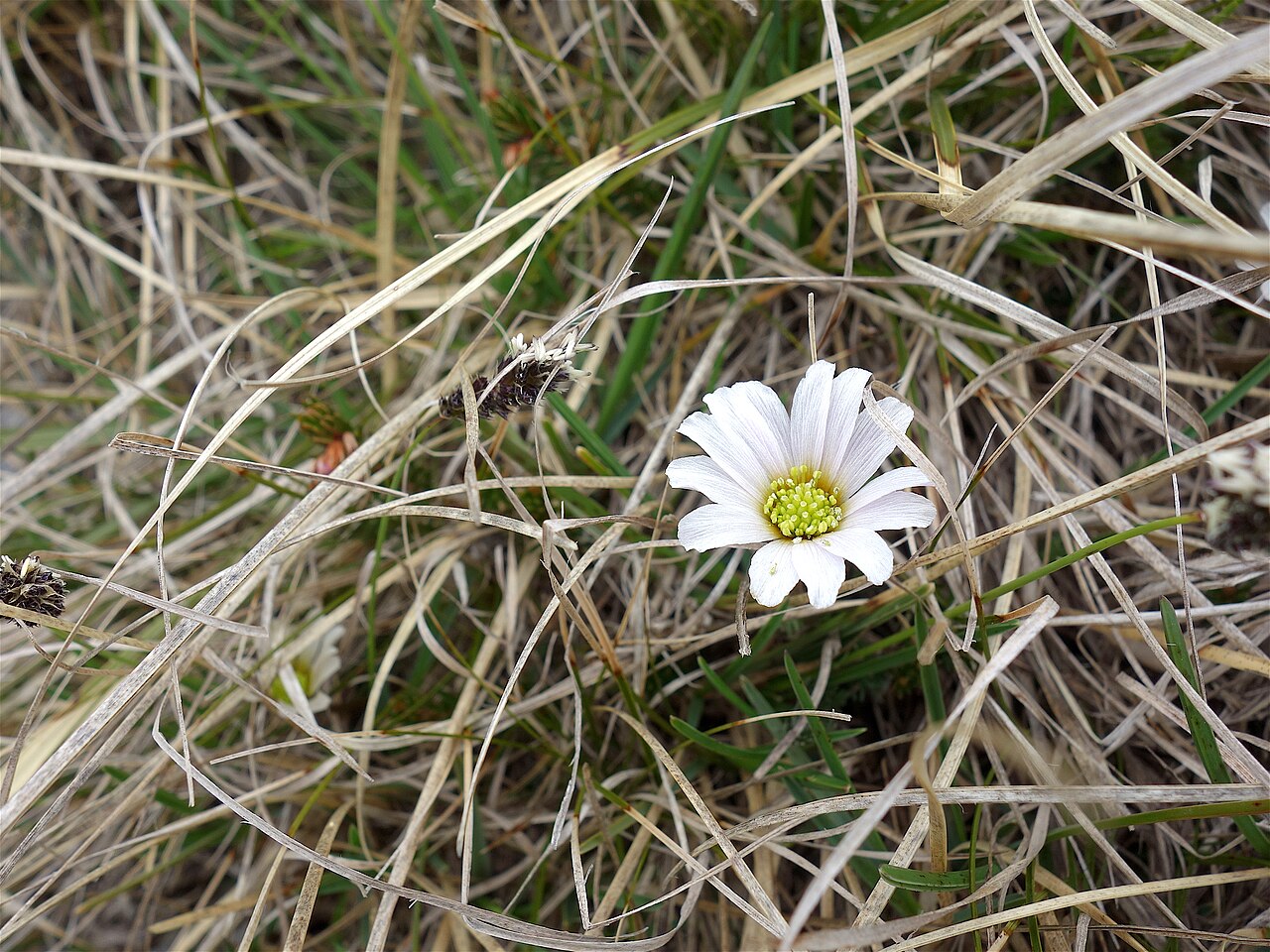 Callianthemum kernerianum: Ranuncolo di specie esclusiva del Monte Baldo