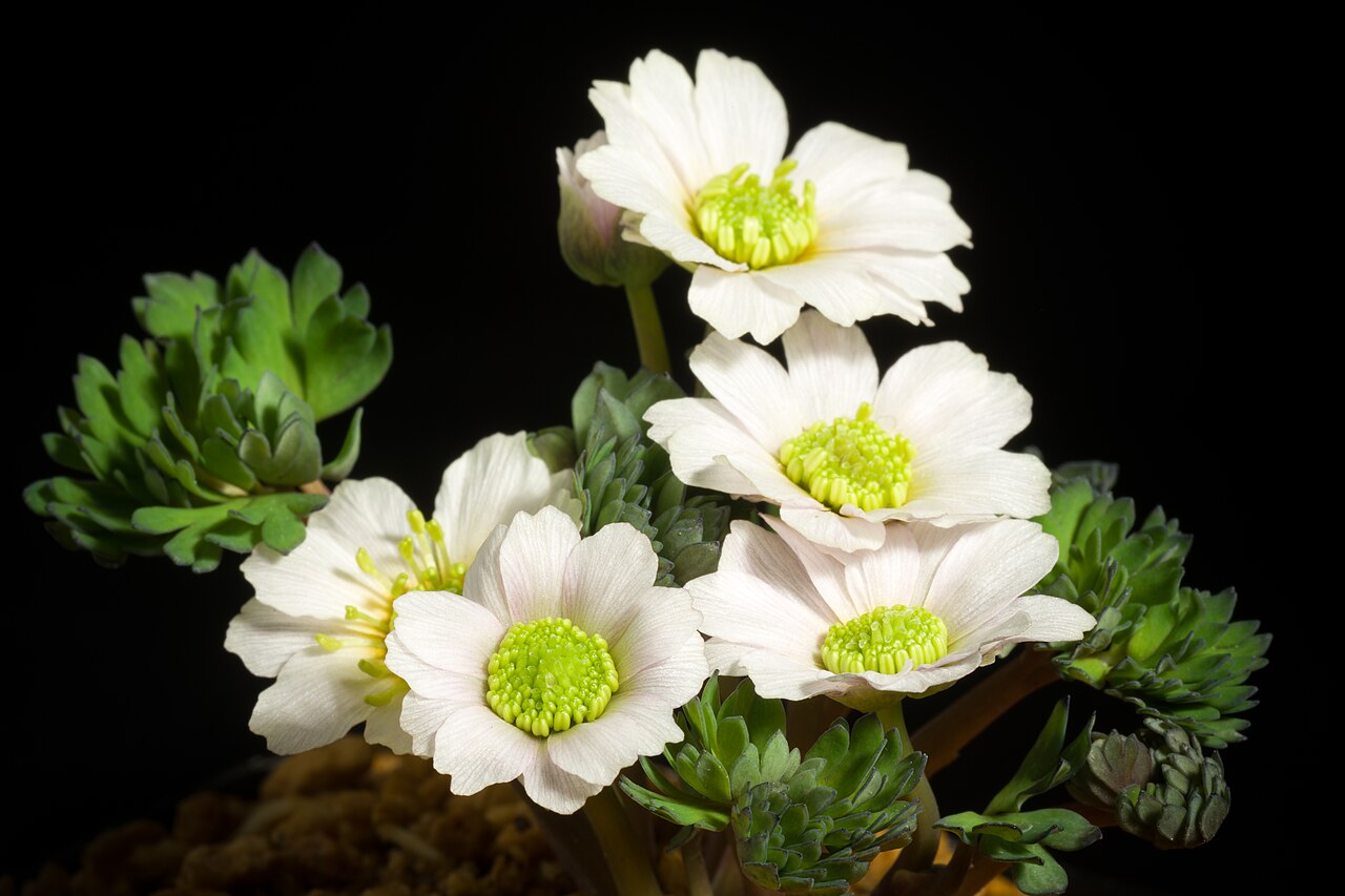 Callianthemum miyabeanum: This is endemic species found in Hidaka Hokkaido, JAPAN. The plant is propagated by seedling.