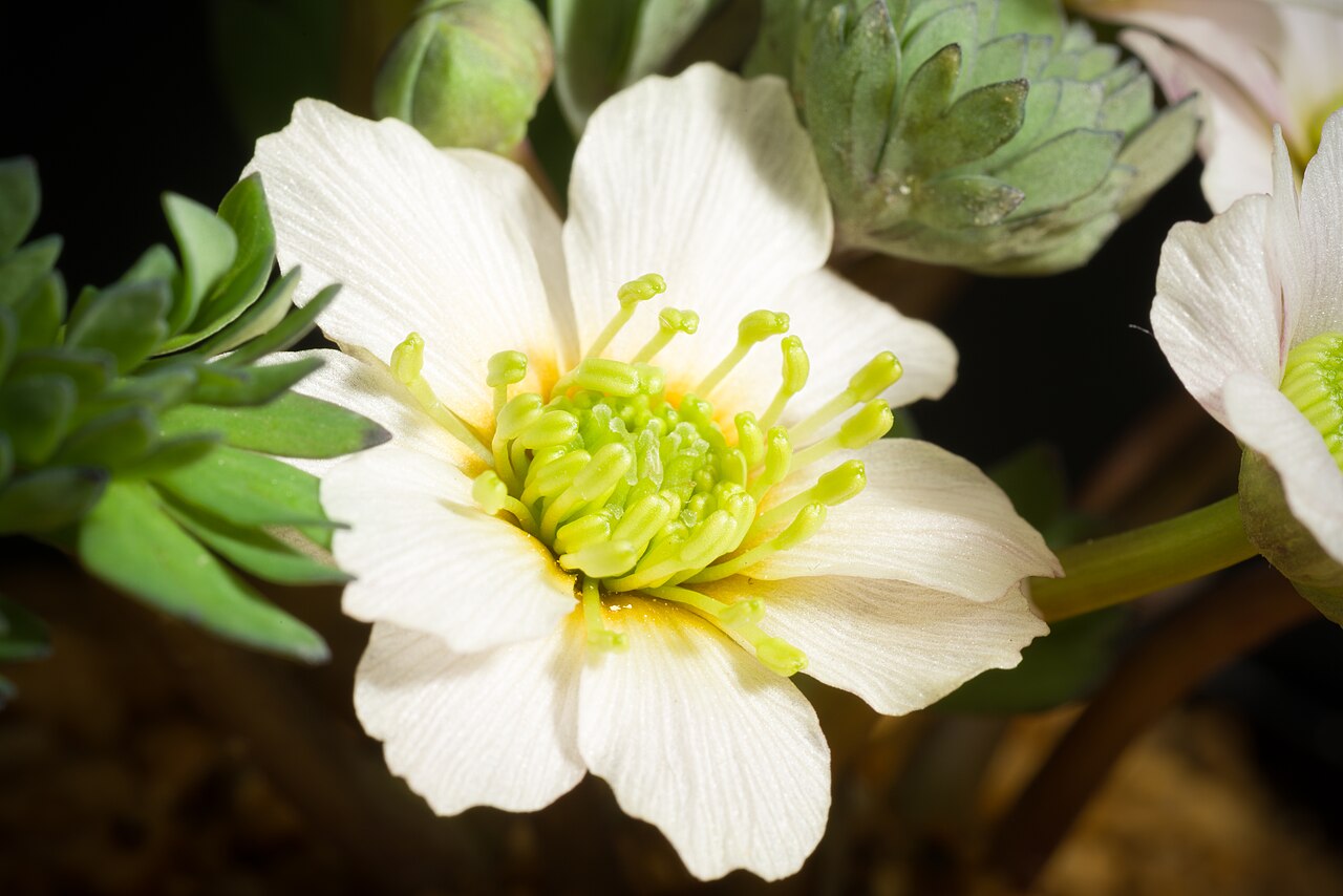 Callianthemum miyabeanum: This is endemic species found in Hidaka Hokkaido, JAPAN. The plant is propagated by seedling.