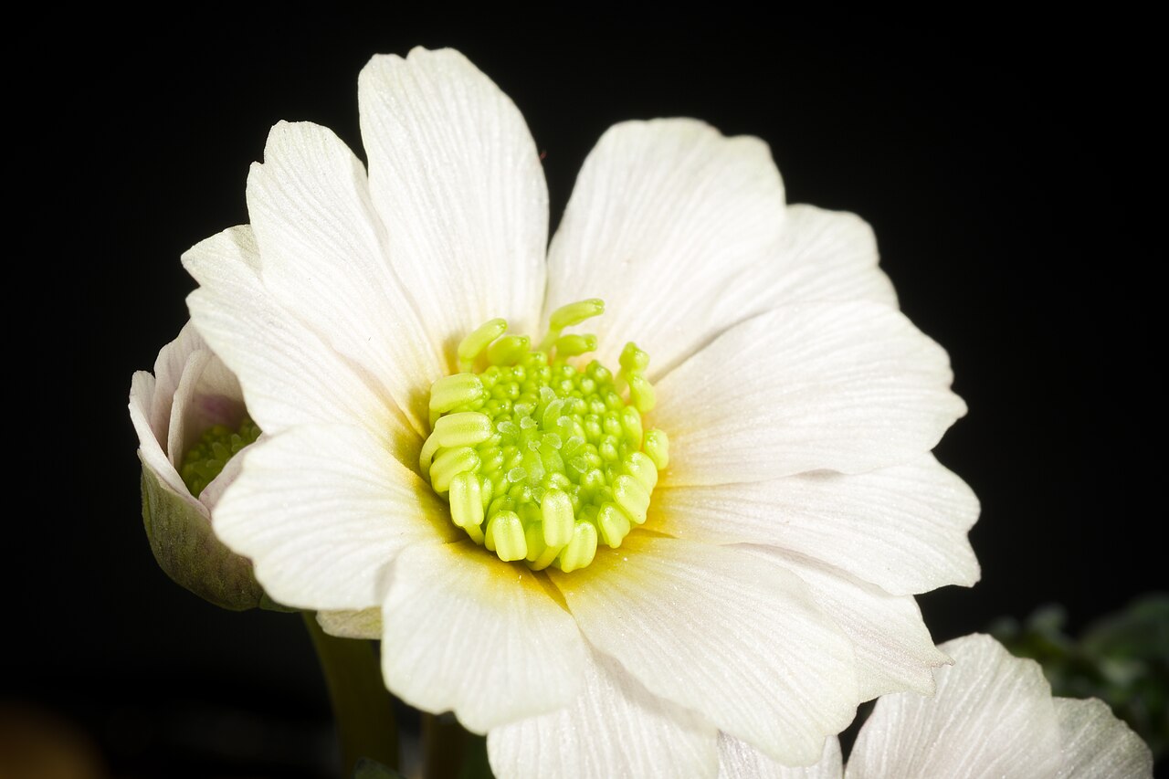 Callianthemum miyabeanum: This is endemic species found in Hidaka Hokkaido, JAPAN. The plant is propagated by seedling.