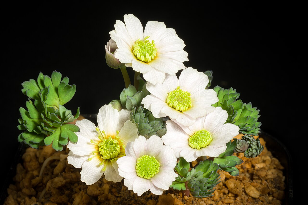 Callianthemum miyabeanum: This is endemic species found in Hidaka Hokkaido, JAPAN. The plant is propagated by seedling.