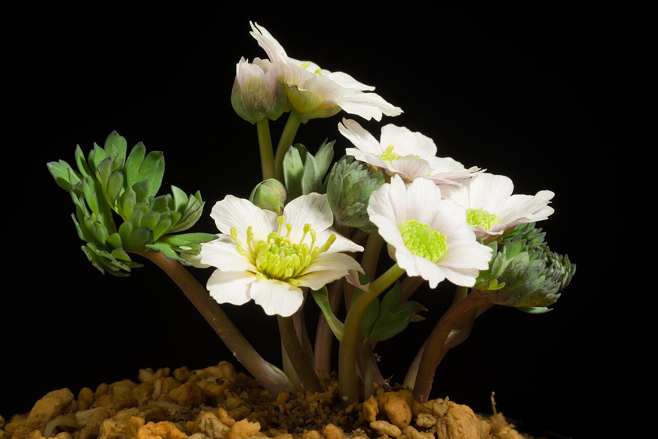Callianthemum miyabeanum: This is endemic species found in Hidaka Hokkaido, JAPAN. The plant is propagated by seedling.