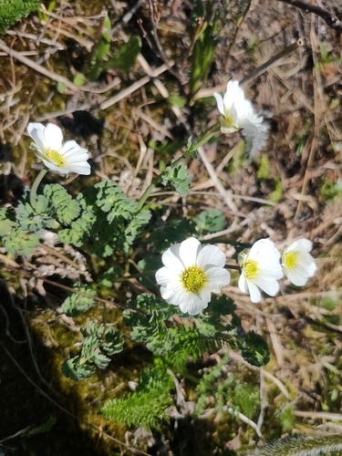 Callianthemum sajanense (Callianthemum sajanense)