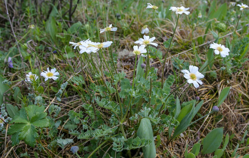 Callianthemum sajanense (Callianthemum sajanense)
