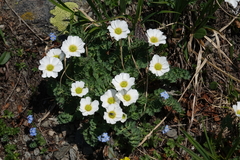 Callianthemum sajanense (Callianthemum sajanense)