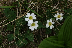 Callianthemum sajanense (Callianthemum sajanense)