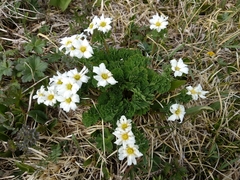 Callianthemum sajanense (Callianthemum sajanense)