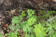Callianthemum sajanense (Callianthemum sajanense)
