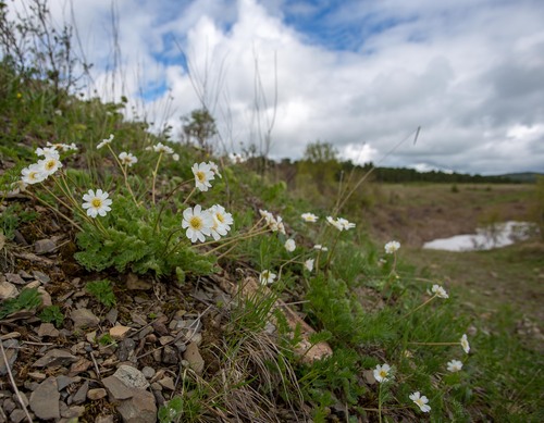 Callianthemum sajanense (Callianthemum sajanense)