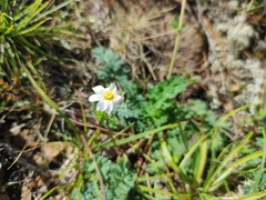 Callianthemum sajanense (Callianthemum sajanense)