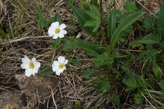 Callianthemum sajanense (Callianthemum sajanense)
