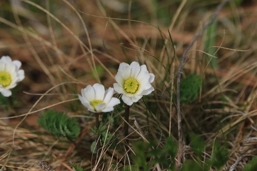 Callianthemum sajanense (Callianthemum sajanense)