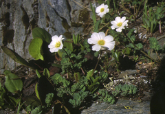 Callianthemum sajanense (Callianthemum sajanense)