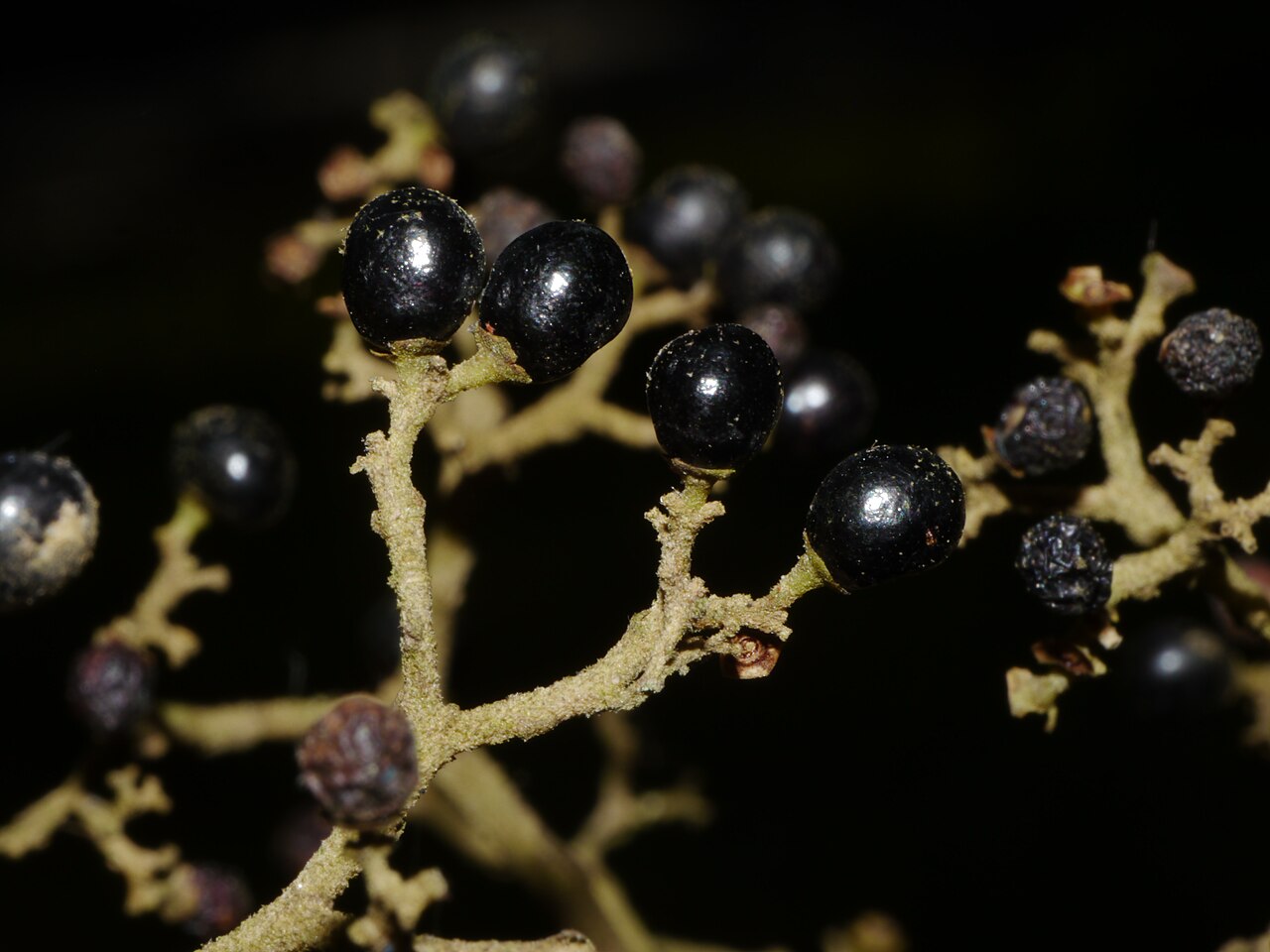 Callicarpa arborea: Fruits of Callicarpa arborea
