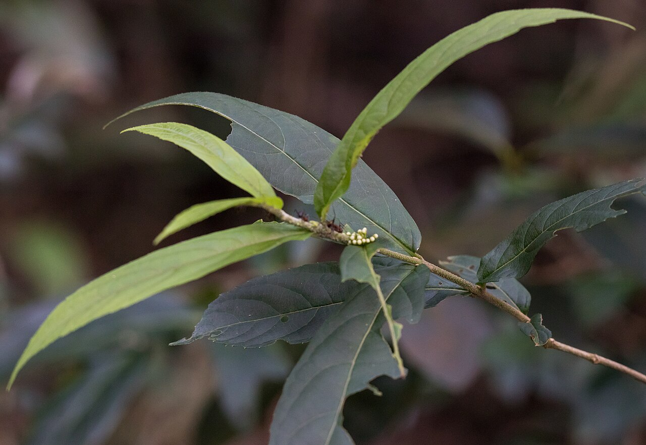 Callicarpa brevipes: Callicarpa brevipes in Hong Kong