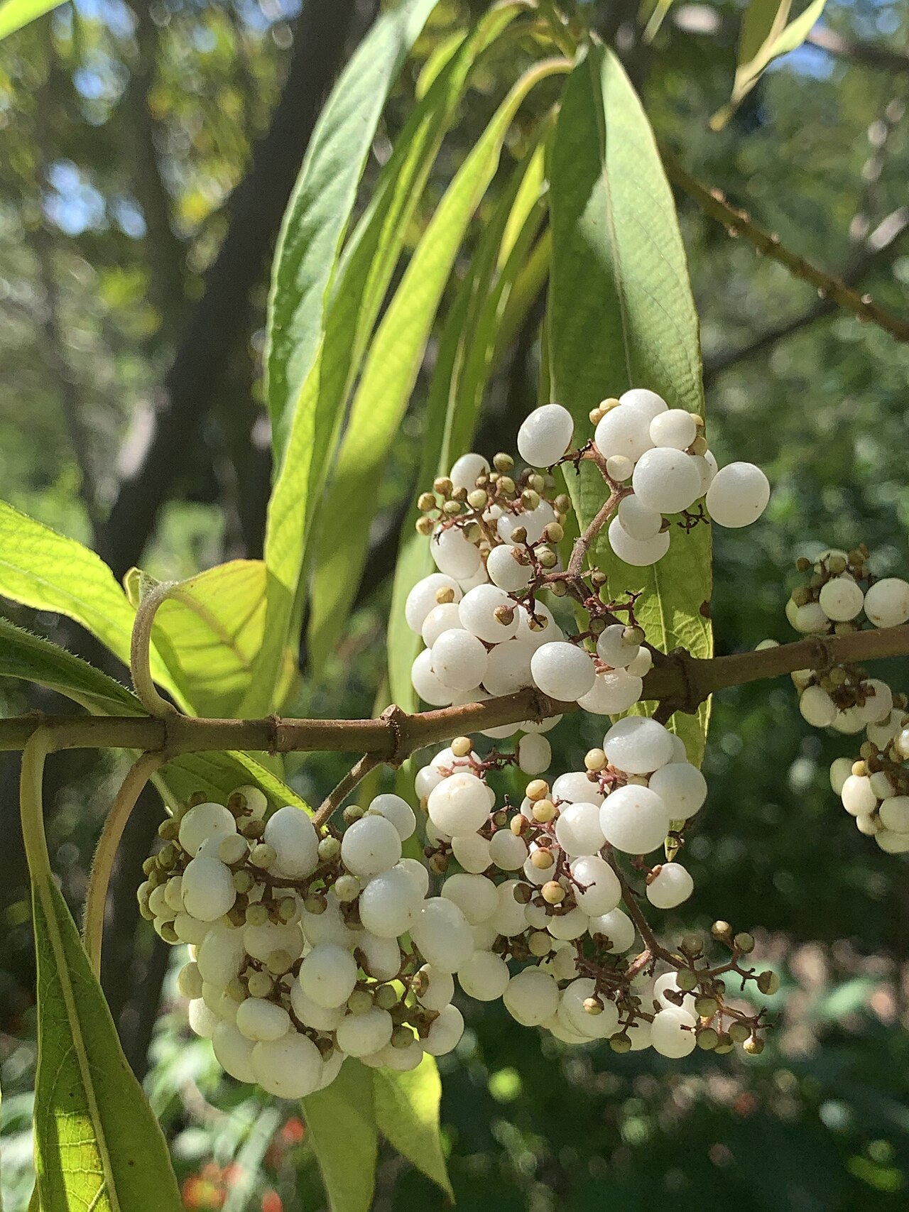 Callicarpa dolichophylla: Callicarpa longissima (Asian beautyberry) at Mounts Botanical Garden in West Palm Beach, Florida, USA