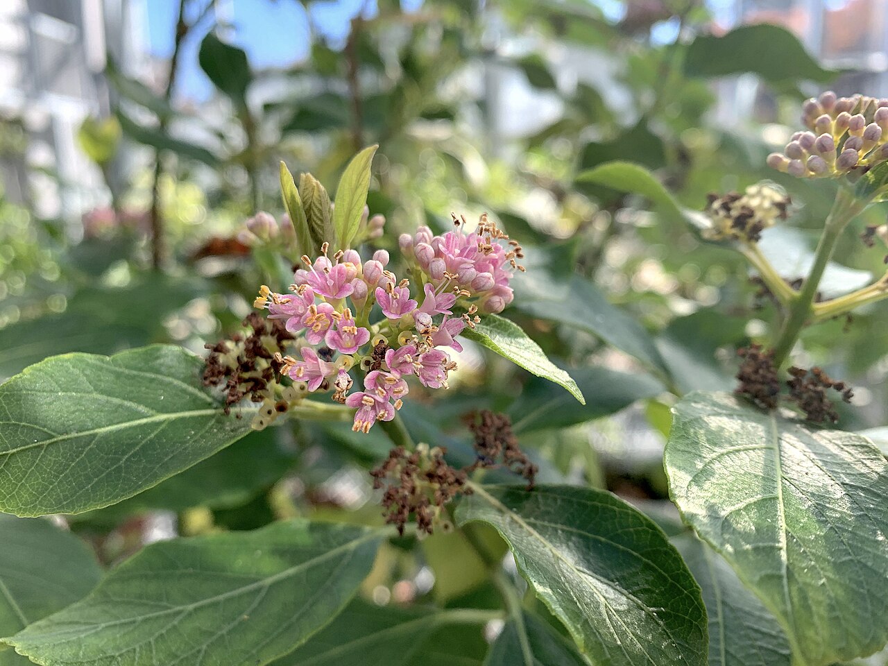 Callicarpa glabra: Callicarpa glabra in Koishikawa Botanical Garden, Tokyo