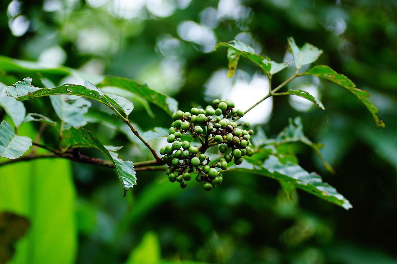 Callicarpa glabrifolia: Callicarpa glabrifoli